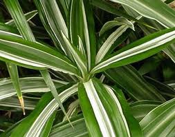 راهنمای نگهداری و پرورش گیاهان آپارتمانی - دراسینا درمنسیس